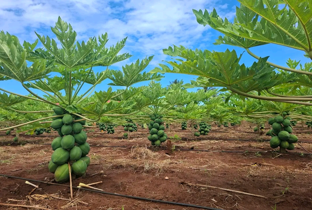 Agric-Project Consultancy, Planning and Supervision